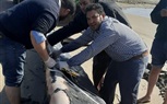 صور.. دفن أنثى الحوت بسواحل كفر الشيخ تمهيدًا لوضعها بأحد معاهد البحوث المائية 