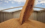 إرتفاع معدلات التوريد من الأقماح المحلية  لموسم 2024 بصوامع ومراكز تجميع القمح بمحافظة القاهره 