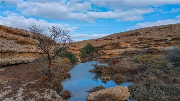 صدى العرب