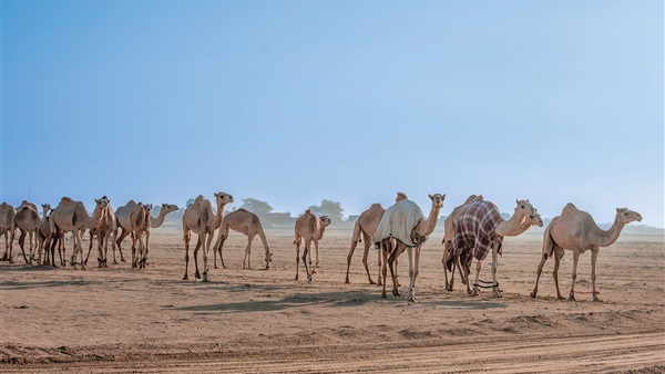 صدى العرب